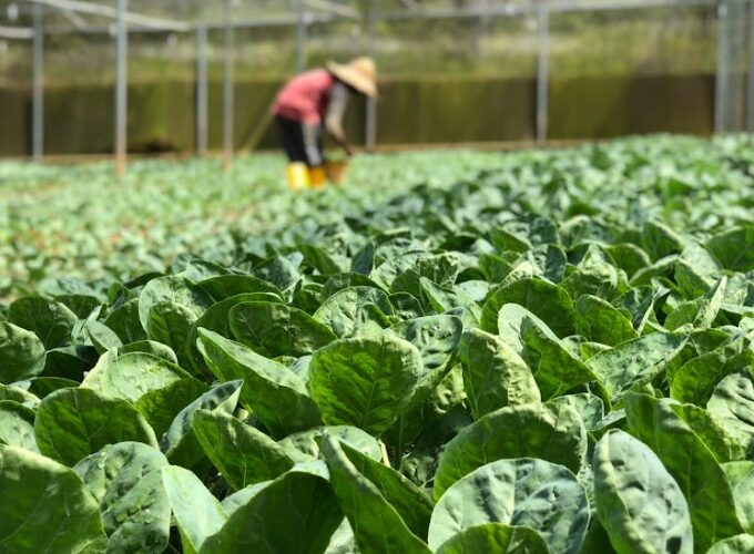 Agricultural planting