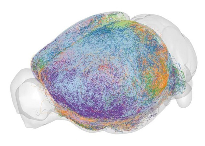 AI maps the mouse brain