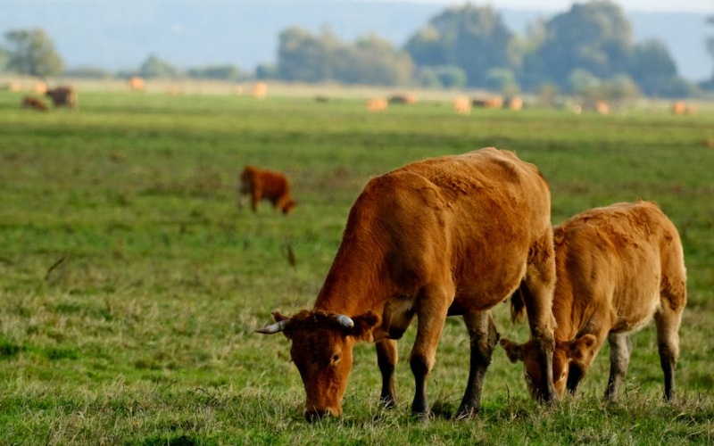 Animal husbandry
