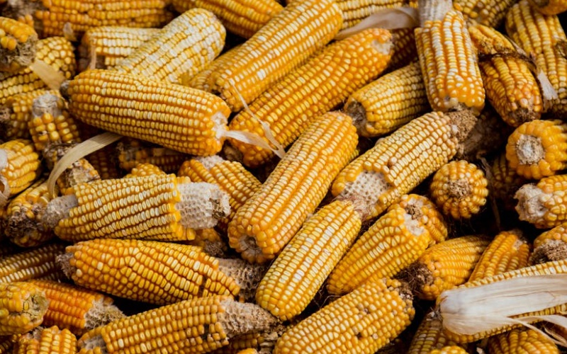 Corn