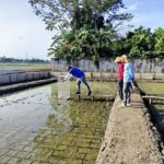 Field research in rice paddies