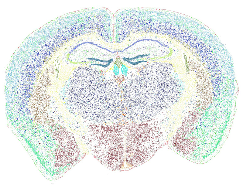 Mouse brain