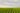 Soybean field