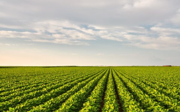 Soybean field