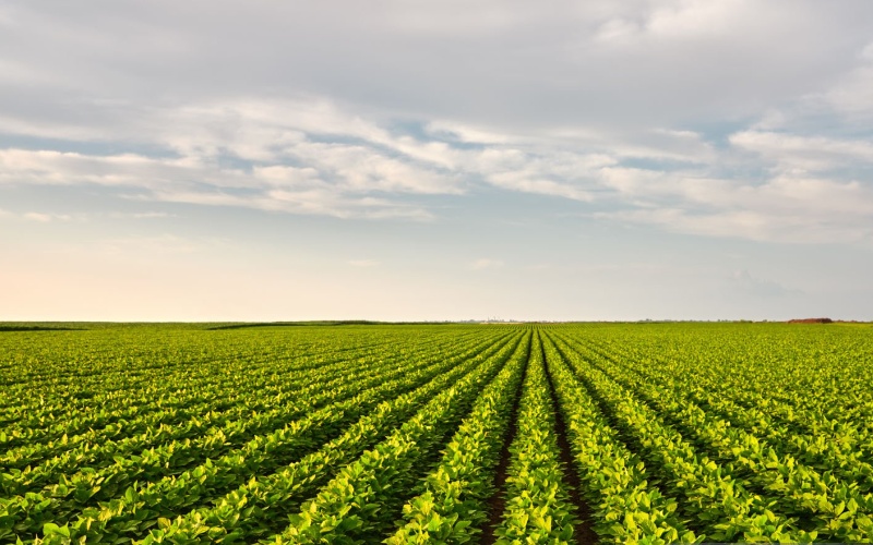 Soybean field