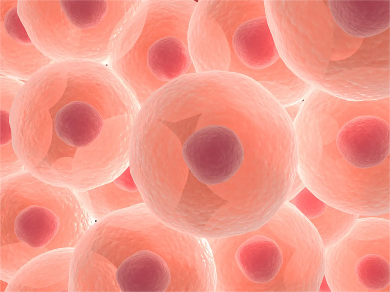 Stem cells
