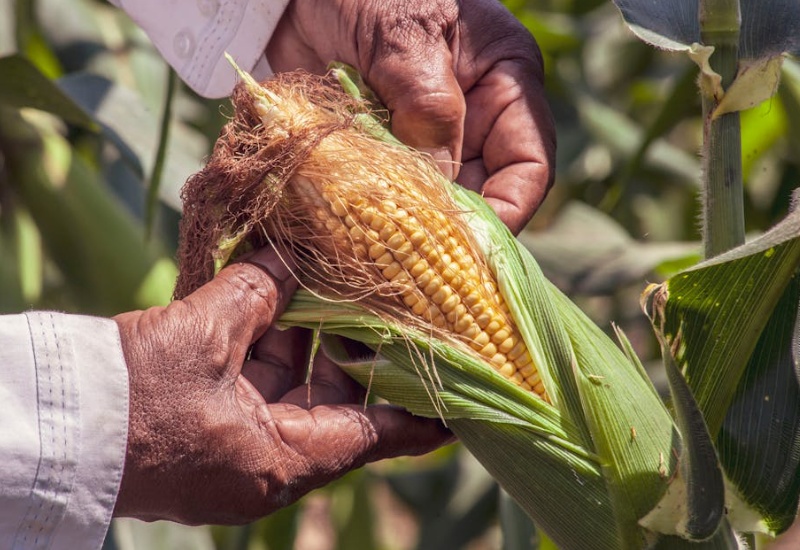 Sweet corn
