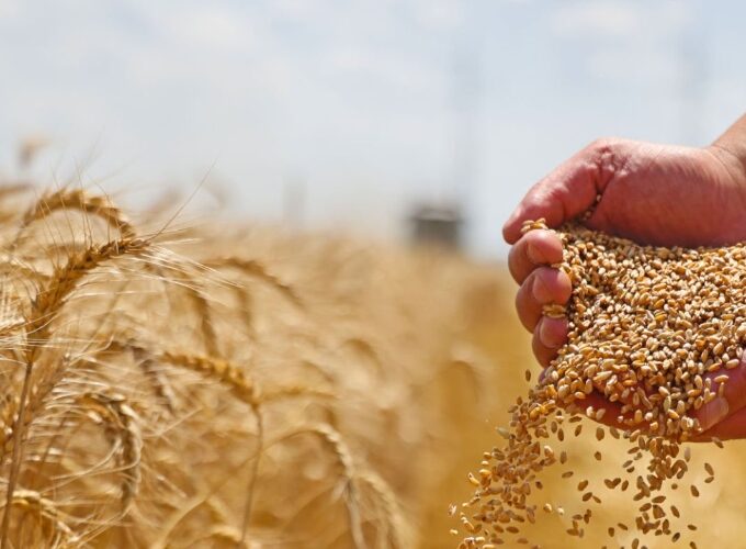 Wheat