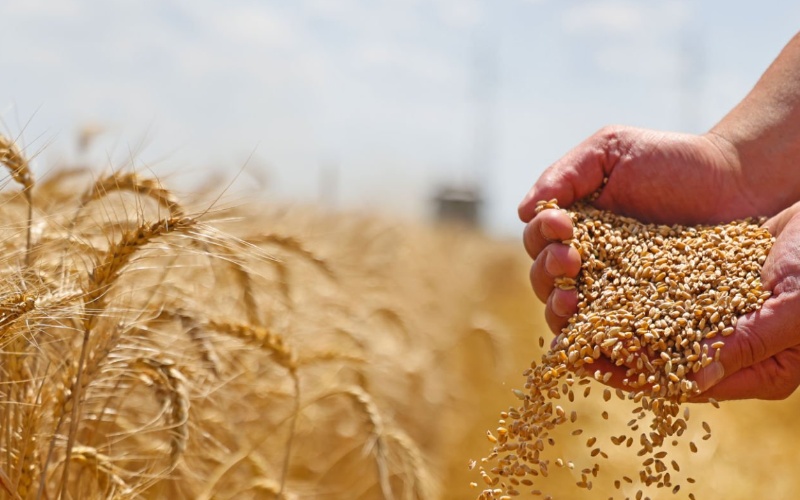 Wheat