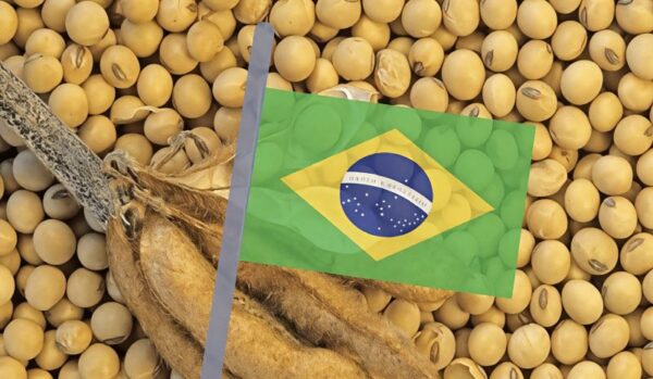Brazilian flag on soybeans