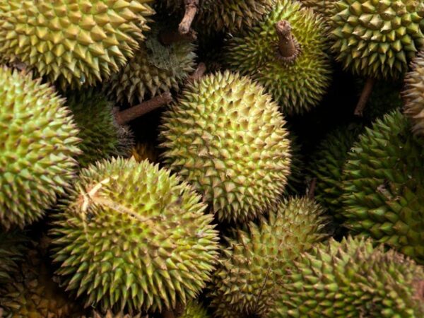 Durian