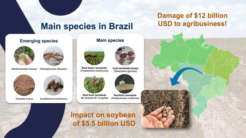 Infographic on main nematode species in brazil