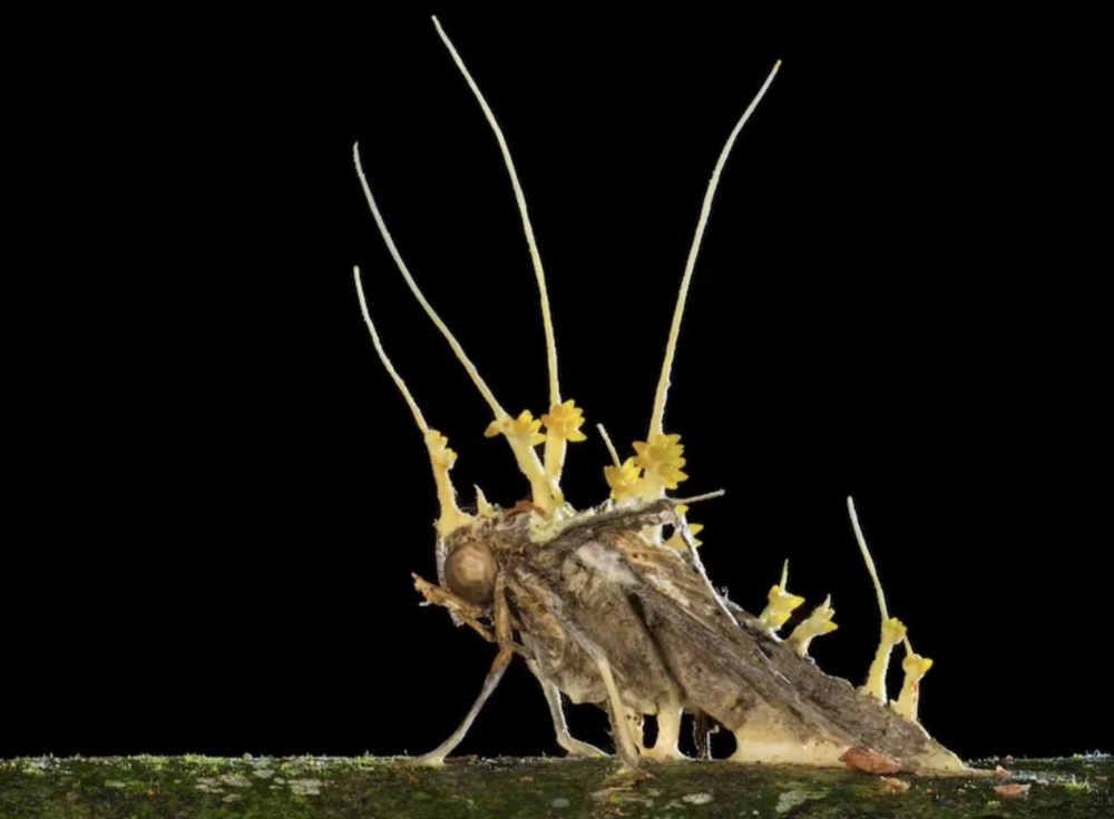 Mycelium controls insects