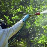 Worker in protective gear spraying pesticides on citrus trees