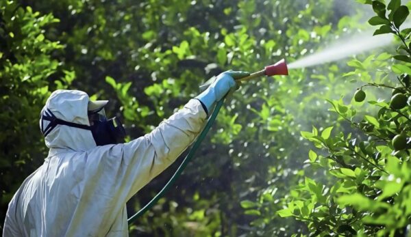 Worker in protective gear spraying pesticides on citrus trees