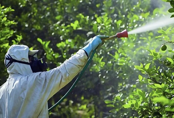 Worker in protective gear spraying pesticides on citrus trees