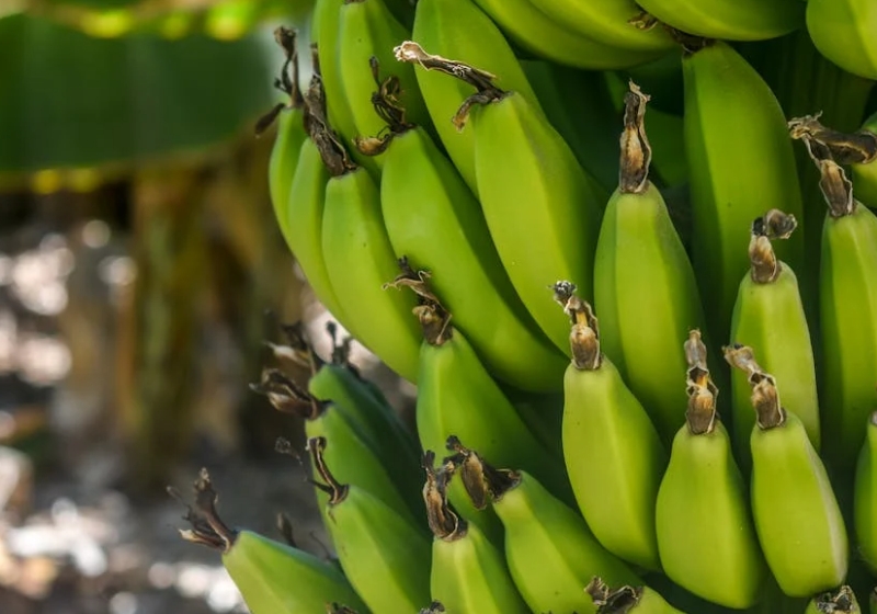 Banana