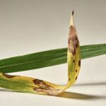 Damaged leaf with brown spots