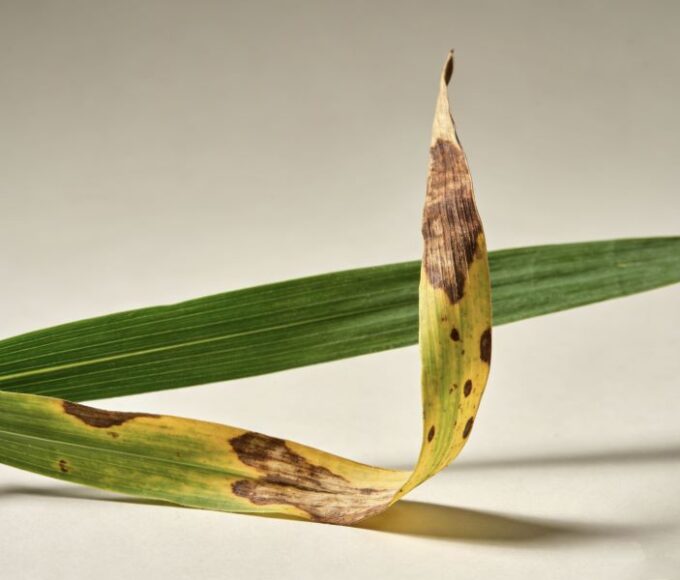 Damaged leaf with brown spots