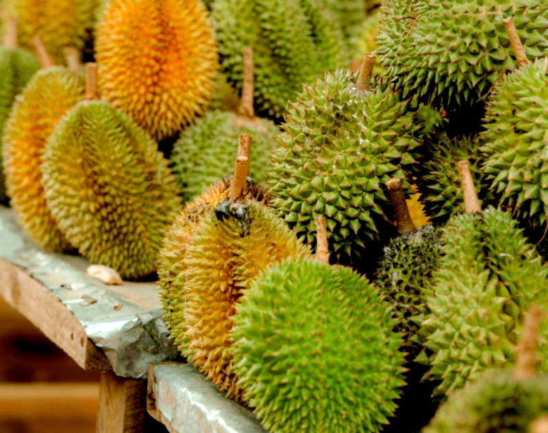 Durian industry