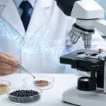 Scientist analyzing seeds under microscope