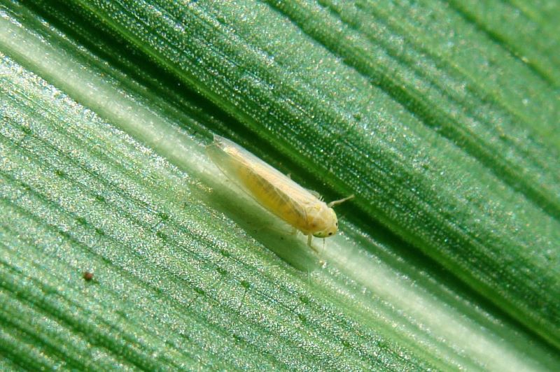 Tiny leafhopper insect on corn leaf surface