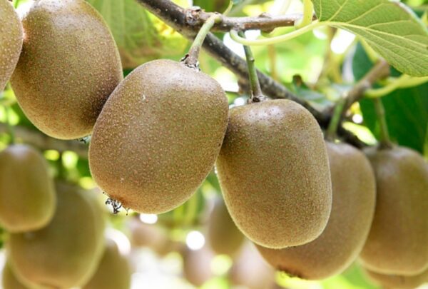 Kiwifruit